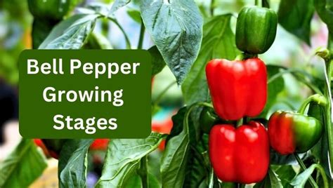 Mastering Pepper Growth: Key Elements for Achieving Success