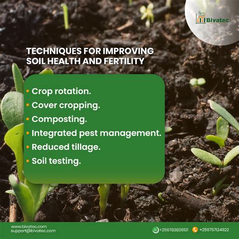 Mastering Soil Preparation and Fertilization Techniques