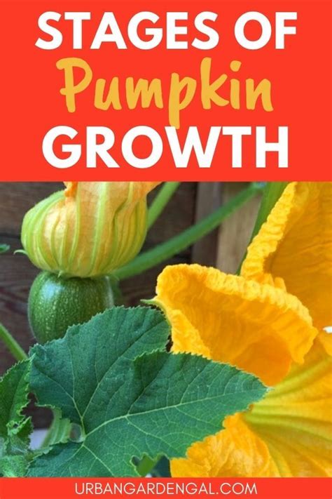 Mastering the Art of Proper Watering and Irrigation: The Key to Achieving Optimal Pumpkin Plant Growth