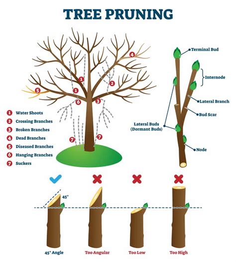Mastering the Art of Pruning and Sculpting Trees: Essential Techniques for Tree Care Enthusiasts