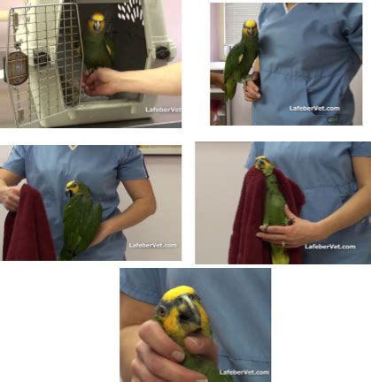 Mastering the Techniques of Rescuing and Handling Young Avian Species