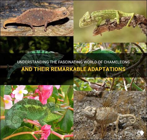 Masters of Disguise: Understanding Chameleons' Remarkable Adaptation to Blend into Their Environments