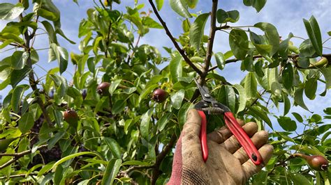 Maximizing Cherry Tree Productivity through Pruning Techniques
