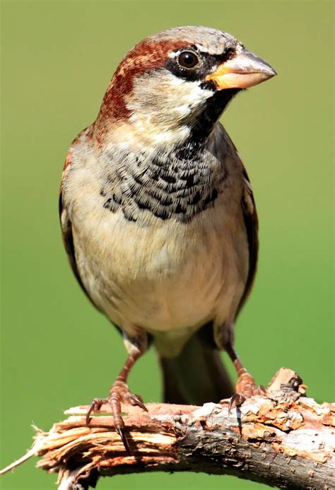 Meaning Behind a Sparrow's Presence in Your Dream