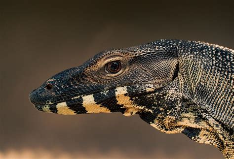 Meaning and Significance of Lizard Eggs in Different Cultures