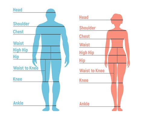 Measure Up: Jane Dee's Body Statistics