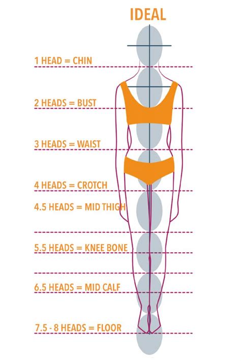 Measurements and Body Proportions of Polly Adorable