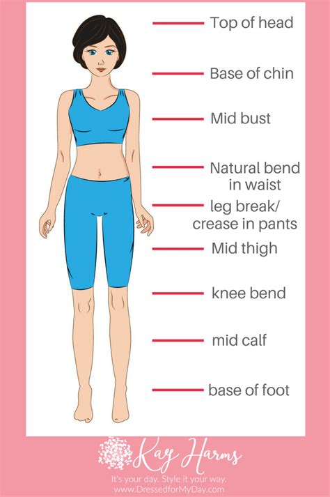 Measurements of the body proportions