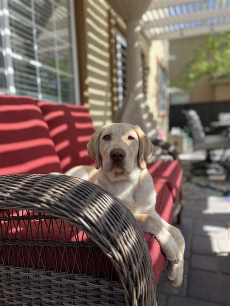 Meet Charlie: The Labrador with a Heart of Gold