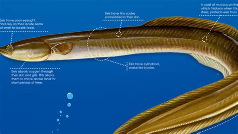 Mesmerizing Adaptations: Unlocking the Mysteries of Eel's Extraordinary Physiology