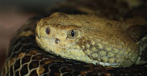 Mimicry and Deception: Unveiling the Clever Strategies of Pit Vipers in Prey Capture