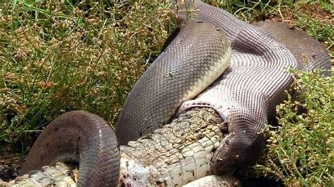 Mind-boggling Size: Can Snakes Really Consume Crocodiles?