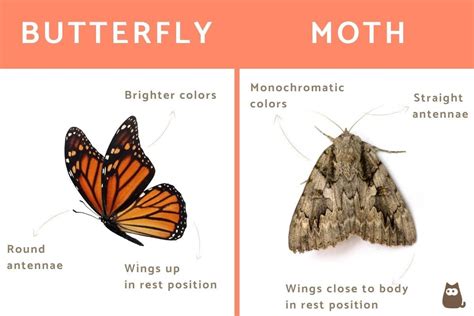 Moths vs. Butterflies: Exploring the Unique Symbolic Significance of Moths