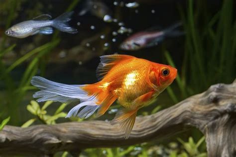 Must-Have Supplies for a Happy and Healthy Goldfish