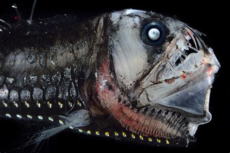 Mysterious Deep-Sea Creatures: A Journey into Darkness