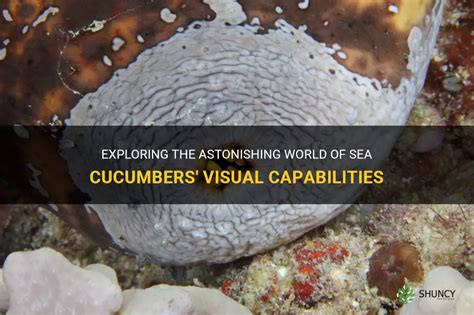 Mystery of the Enigmatic Ocean Realm: Exploring the Enchanting World of Sea Cucumbers