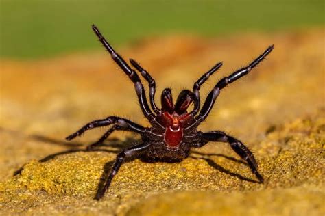 Myths and Legends: Discovering the Truth behind Funnel Web Spider Folklore