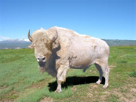 Native American Culture: The Buffalo as a Sacred Animal