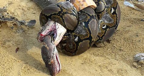 Nature's Epic Battle: Serpent Takes on Reptilian Foe
