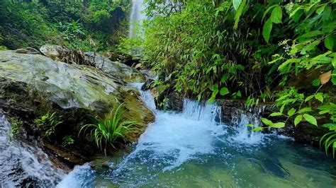 Nature's Symphony: The Melodic Sound of Rushing Water