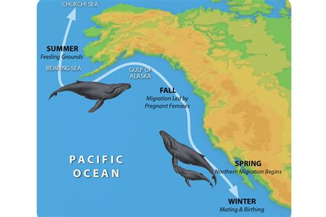 Navigating the Expanse: Patterns of Whale Migration