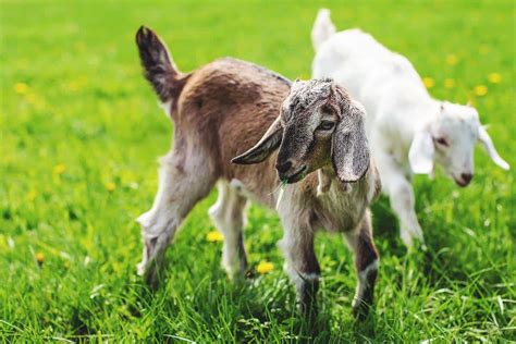 Nurturing a Healthy and Happy Companion Goat