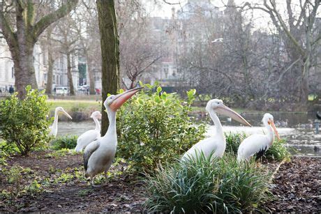 Nurturing and Caring for Your Beloved Pelicans