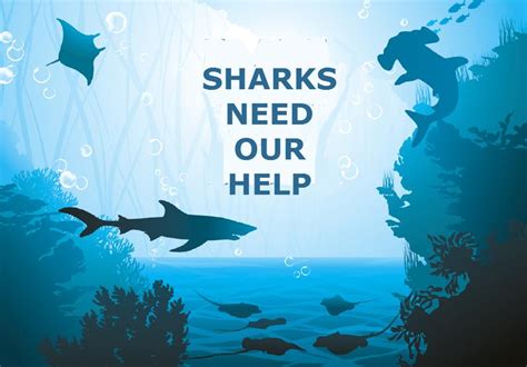 Ocean Conservation: Protecting Sharks and Their Habitat