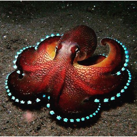 Octopuses: A Fascinating Creature of the Deep Sea