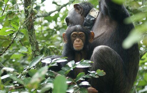 Opportunities for Chimpanzee Interaction in Conservation Centers