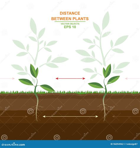 Optimal Planting Techniques: Spacing and Depth