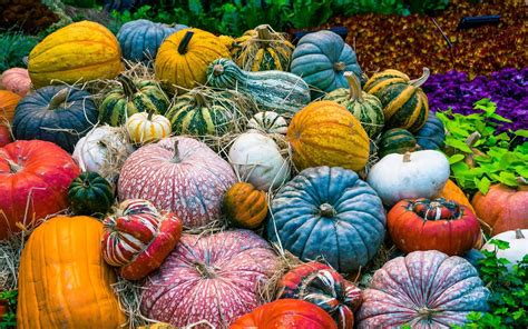 Optimal Pumpkin Varieties for an Abundant Autumn Harvest