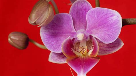Orchids: Exploring the Exquisite Realm of Captivating Blossoms