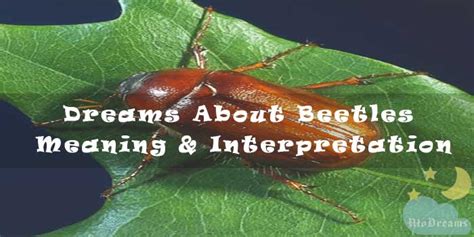 Overcoming fears and anxieties through interpretation of beetle and bug dreams
