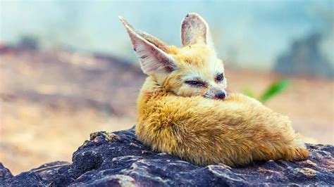 Overview of Common Health Issues in Foxes