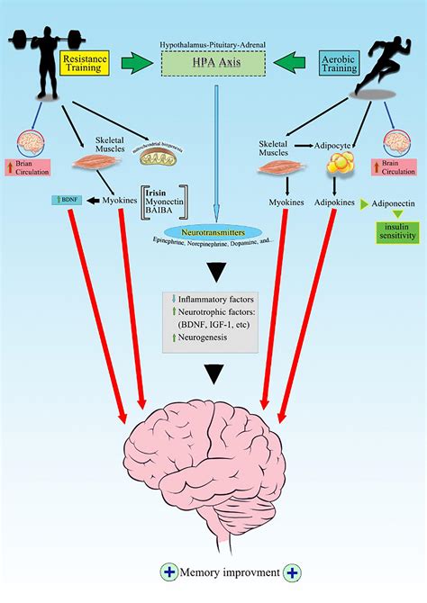 Oxygen and the Brain: Cognitive Function and Memory