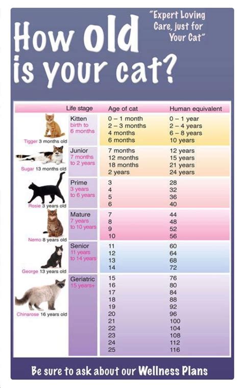 PD Katy's Age: All You Should Know