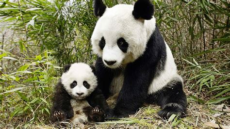 Panda Cub Care: A Heartwarming Exploration of the Mother-Infant Bond