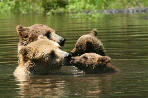 Parental Affection: Understanding the Role of Mother Bears in Nurturing Their Cubs