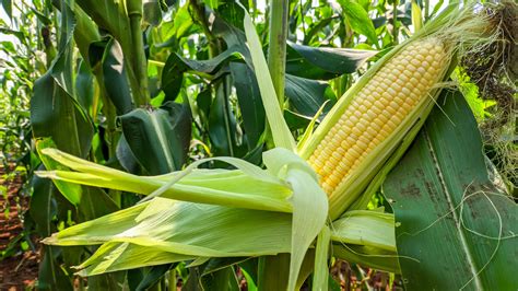 Peeling Back the Husks: Insider Secrets to Spotting Fresh Corn