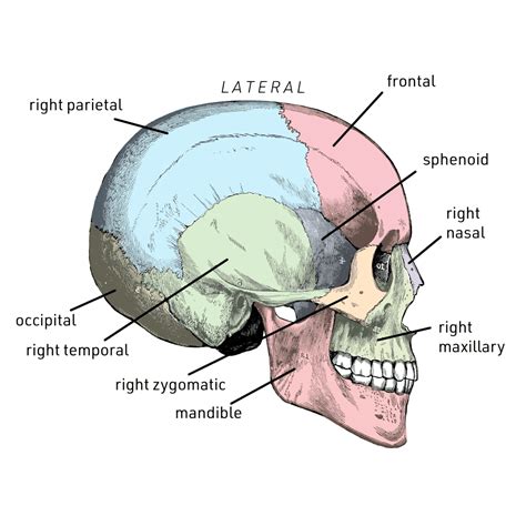 Perception vs. Reality: Decoding the Fascinating Appeal of Larger Craniums