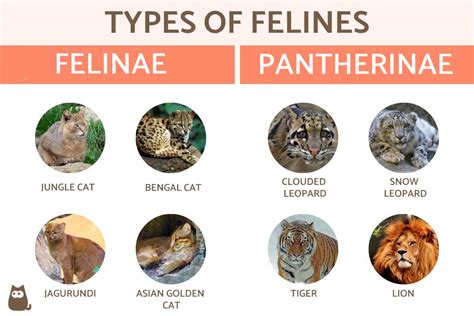 Personality Traits of Emerald-Eyed Felines: Truth or Myth?