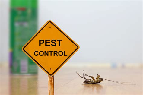 Pest Prevention: Safeguarding Your Basement from Unwanted Visitors