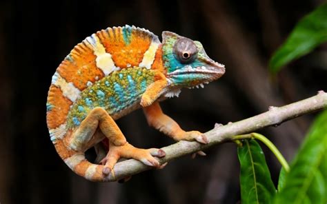 Pet Chameleons: Exploring the Delights and Trials of Owning a Colorful Companion