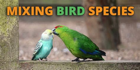 Pets or Aviary Birds: Understanding the Difference