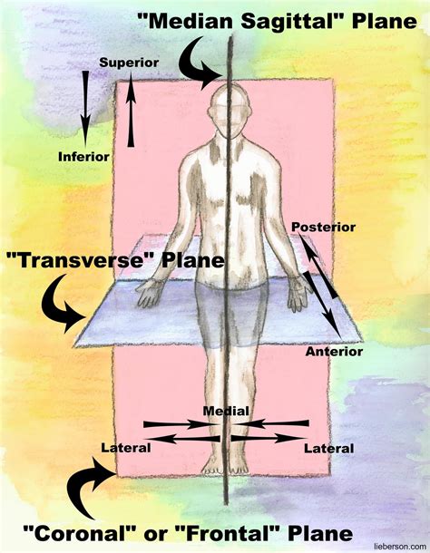 Physical Appearance: Vertical Distance, Mass, Bodily Dimensions