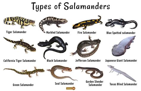 Physical Characteristics and Adaptations of the Enigmatic Dark Salamander