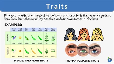 Physical Characteristics and Height Analysis