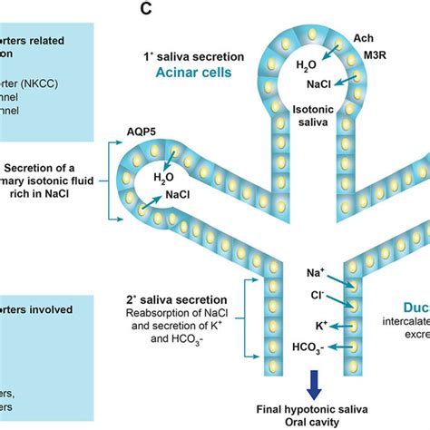 Physical Health and Dreaming: The Connection Between Salivary Secretion and Choking Nightmares