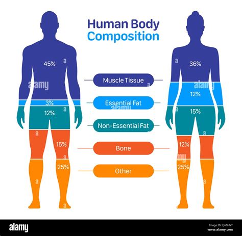 Physical Statistic and Body Composition